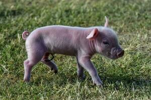 big pasgeboren baby, in boerderij landschap. foto