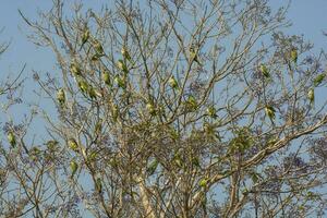 parkiet, voeren Aan wild fruit, la pampa, Patagonië, Argentinië foto