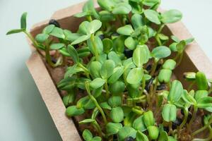 gekiemd microgroen zonnebloem spruiten. superfood detailopname foto