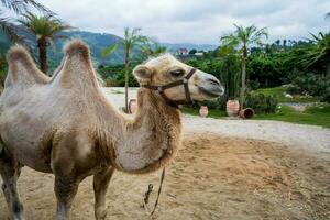 kamelen Aan een kameel boerderij in da lat, Vietnam foto