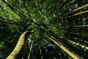 zomer Woud in beuken Woud foto