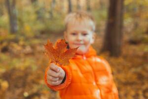 portret van gelukkig kind jongen in oranje jasje in herfst park geeft esdoorn- bladeren. vallen seizoen en kinderen concept. foto