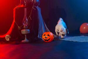 hond jack Russell terriër Aan een achtergrond van halloween foto