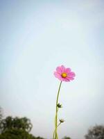 kosmos bloem met wazig achtergrond. bloeiend roze bloem. foto