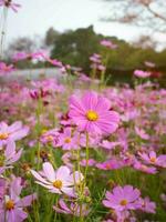 kosmos bloem met wazig achtergrond. bloeiend roze bloem. foto