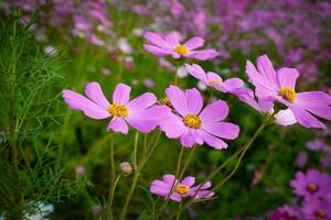 kosmos bloem met wazig achtergrond. bloeiend Purper bloem. foto