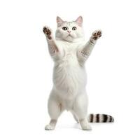 grappig dansen kat Aan wit achtergrond. de kat staat Aan haar achter poten in vol hoogte, net zo als dansen of dronken. generatief ai foto