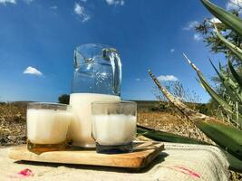 slokje de essence van Mexico met pulqué, een goddelijk maguey drinken foto