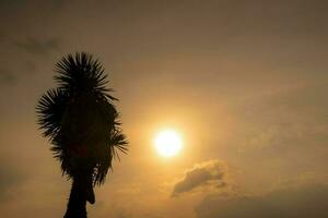 palm bomen staan uit in de tropisch landschap net zo de lucht verlicht met levendig kleuren Bij zonsondergang. foto