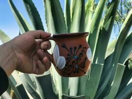 pulque een traditioneel Mexicaans drinken van de maguey plant, geworteld in natuur foto