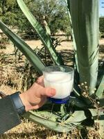 genieten de verfrissend smaak van pulqué, een traditioneel Mexicaans drinken foto