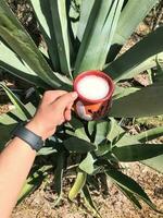 pulque een traditioneel Mexicaans drinken van de maguey plant, geworteld in natuur foto