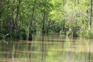 landschap langs de parel rivier- van een boot Aan de honing eiland moeras tour in slidell Louisiana foto