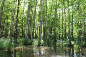 landschap langs de parel rivier- van een boot Aan de honing eiland moeras tour in slidell Louisiana foto