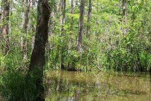 landschap langs de parel rivier- van een boot Aan de honing eiland moeras tour in slidell Louisiana foto