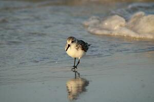 meeuwen op het strand foto