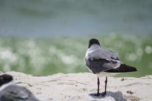 meeuwen op het strand foto