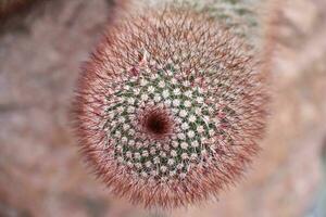 cactus met rood haar- Leuk vinden stekels aan het bedekken het foto