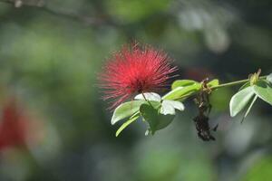 rood mimosa bloesems in de zomer tijd foto