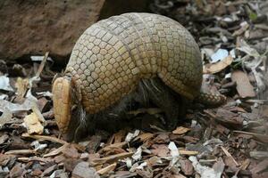 gepantserd gordeldier op zoek heel schattig dichtbij omhoog foto