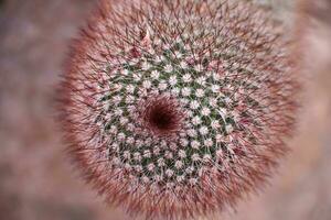rood spikey doornen Aan een hoog dun cactus foto