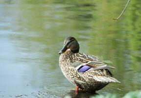 schattig water vogel Bij afweren park luton, Engeland uk. foto