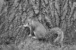 schattig eekhoorn in gras op zoek naar voedsel Bij afweren openbaar park van luton, Engeland uk foto