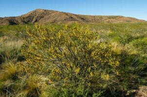 creosoot struik, lihue bel nationaal park, la pampa, Argentinië foto