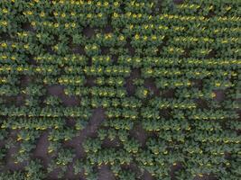 zonnebloem teelt, antenne visie, in pampa regio, Argentinië foto