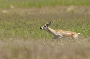 Blackbuck antilope in pampa duidelijk omgeving, la pampa provincie, Argentinië foto