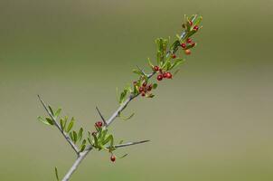 wild fruit in semi woestijnachtig omgeving, calden Woud, la pampa Argentinië foto