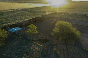 vee verhogen in pampa platteland, la pampa provincie, Argentinië. foto