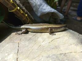 de atmosfeer in een hut in de buurt de rijst- velden in een plaats in Indonesië foto