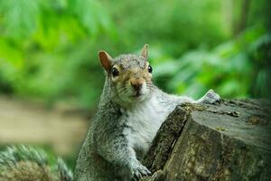 schattig eekhoorn in gras op zoek naar voedsel Bij afweren openbaar park van luton, Engeland uk foto