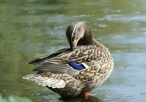 schattig water vogel Bij afweren park luton, Engeland uk. foto