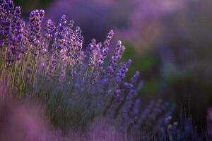 bloeiend lavendel bloemen in een provence veld- onder zonsondergang licht in Frankrijk. zacht gefocust Purper lavendel bloemen met kopiëren ruimte. zomer tafereel achtergrond. foto