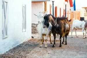 portret van een geit met hoorns Aan de straat in de dorp. de gelukkig leven van geiten in de land foto