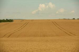 tarwe veld- en blauw lucht. agrarisch landschap met oren van tarwe. foto