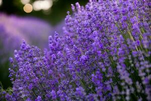 bloeiend lavendel bloemen in een provence veld- onder zonsondergang licht in Frankrijk. zacht gefocust Purper lavendel bloemen met kopiëren ruimte. zomer tafereel achtergrond. foto