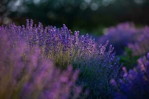 bloeiend lavendel bloemen in een provence veld- onder zonsondergang licht in Frankrijk. zacht gefocust Purper lavendel bloemen met kopiëren ruimte. zomer tafereel achtergrond. foto