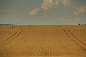 tarwe veld- en blauw lucht. agrarisch landschap met oren van tarwe. foto