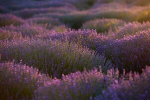 bloeiend lavendel bloemen in een provence veld- onder zonsondergang licht in Frankrijk. zacht gefocust Purper lavendel bloemen met kopiëren ruimte. zomer tafereel achtergrond. foto