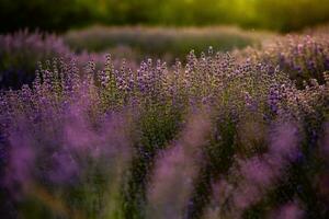 bloeiend lavendel bloemen in een provence veld- onder zonsondergang licht in Frankrijk. zacht gefocust Purper lavendel bloemen met kopiëren ruimte. zomer tafereel achtergrond. foto