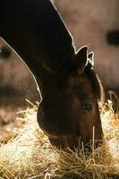 paard vredig aan het eten hooi in de kraam foto