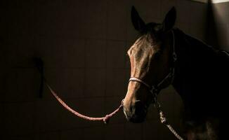 paard in de duisternis foto