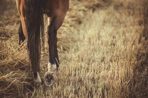 paard wandelen in geel tarwe veld- foto