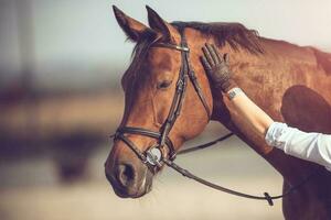 ruiter thema. paard hoofd. kloppen paard. foto