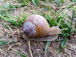 een slak Aan de grond in veld- foto