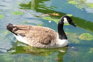 omhoog dichtbij Canadees gans foto