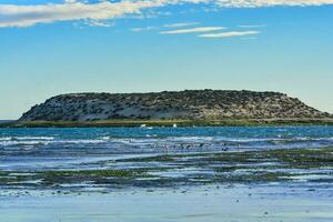 isla de los pyjama's ,natuur reserveren, schiereiland valdes, Argentinië foto